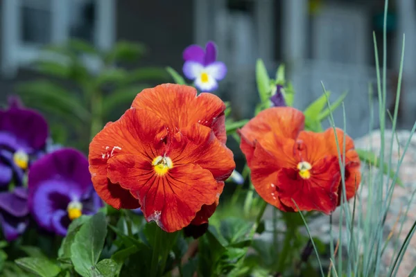 Bahçenizde Renkli Kırmızı Viyola Çiçekleri Yetişir Farklı Renklerde Viyola Çiçeği — Stok fotoğraf