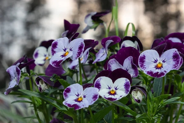 variegated two-color viola flowers grow in your garden and violas of different colors.