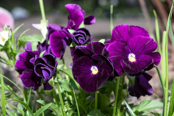 colorful viola flowers, flower bushes on the background of the garden.