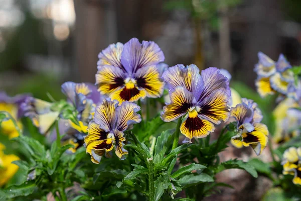 colorful viola flowers, flower bushes on the background of the garden.