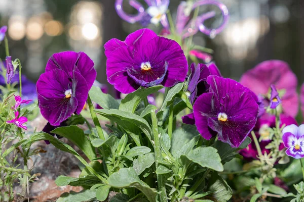 colorful viola flowers, flower bushes on the background of the garden.