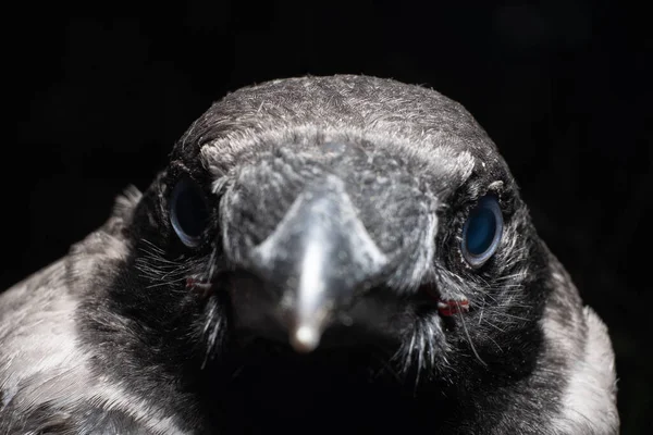 Svart Kråka Blick Kråkan Huvud Isolerad Svart Bakgrund — Stockfoto