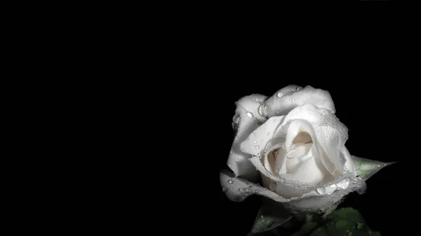 Single White Rose Black Background Space Text — Stock Photo, Image