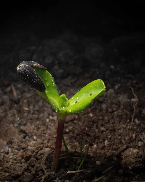 Ayçiçeği Tohumu Ondan Küçük Yeşil Bir Çiçek Filizlenir — Stok fotoğraf
