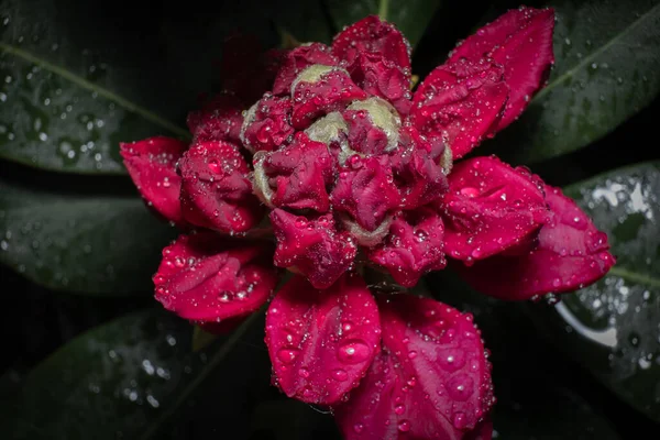 Egy Gazdag Vörös Rododendron Virág Fekete Háttér Virágzó Bud Eső — Stock Fotó