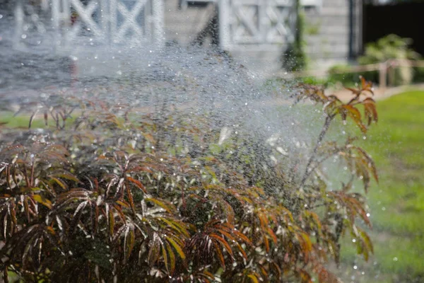 散水缶からのシャワーの下の美しい牡丹は マルチモードの散水銃ツールで庭に水をやります 家の景色を望む美しい庭の背景 — ストック写真