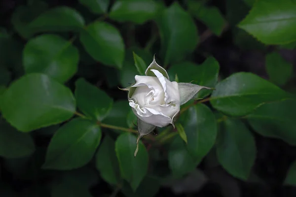 Селективний Фокус Який Фокус Розквітає Прекрасною Білою Трояндою Бад Тлі — стокове фото