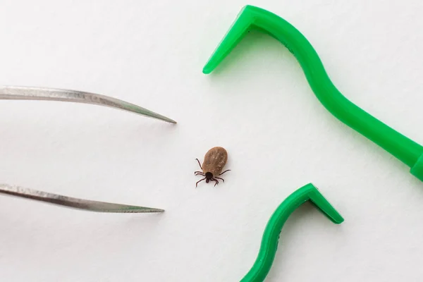 Tehlikeli Bir Böcek Kan Içmiş Onu Çıkarmak Için Bir Aletle — Stok fotoğraf