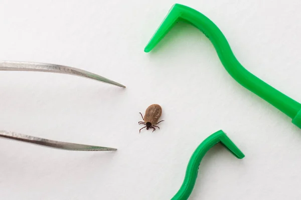 Insecto Peligroso Una Garrapata Que Bebido Sangre Extiende Alrededor Con —  Fotos de Stock