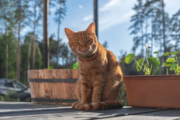 Doğanın arka planında, tahta bir terasta oturan sinsi kızıl saçlı, gülümseyen bir kedi.