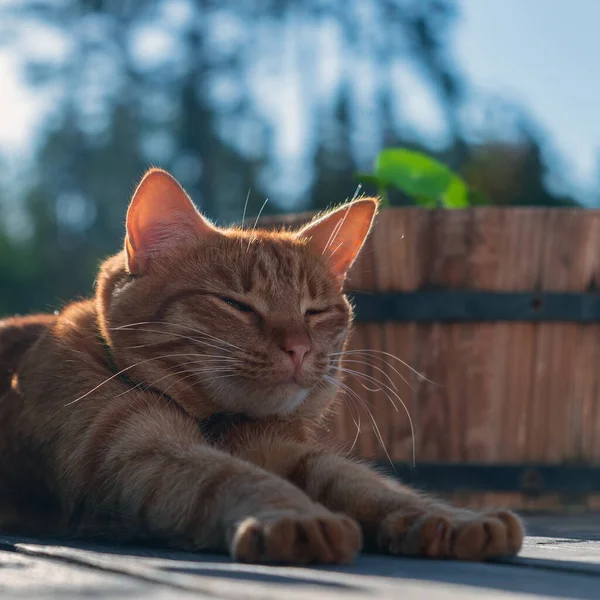 Rotes Kätzchen Streckt Sich Nach Einem Süßen Traum — Stockfoto