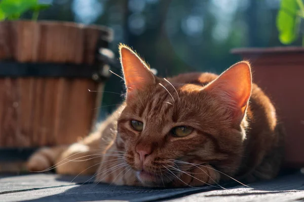 Rote Katze Liegend — Stockfoto