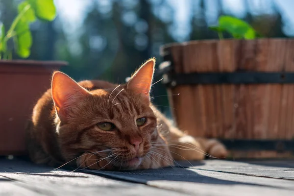 Eine Rote Katze Ruht Auf Einer Holzterrasse — Stockfoto