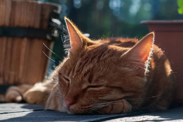 Gatito Rojo Durmiendo Terraza Dulce Sueño Una Mascota — Foto de Stock