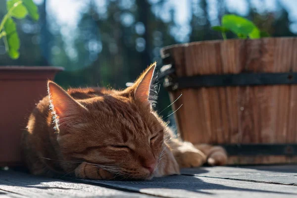 Kırmızı Kedi Yavrusu Terasta Uyuyor Evcil Hayvanın Tatlı Rüyası Açık — Stok fotoğraf