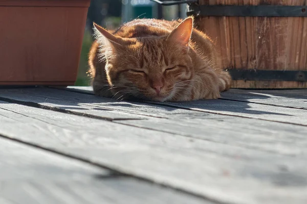 Gatinho Vermelho Dormindo Terraço Doce Sonho Animal Estimação Recreação Livre — Fotografia de Stock