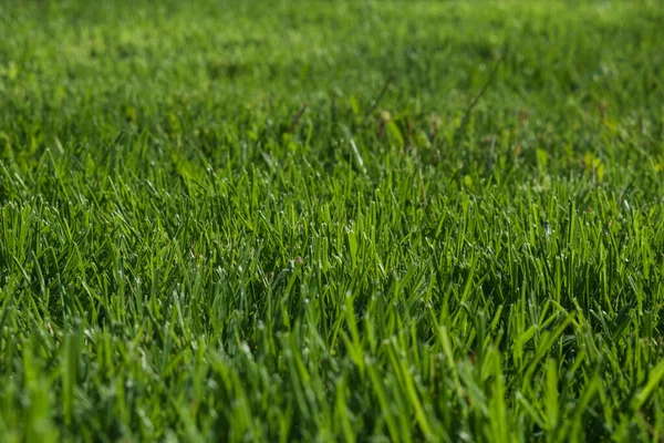 Naturaleza Hierba Verde Con Fondo Bokeh —  Fotos de Stock