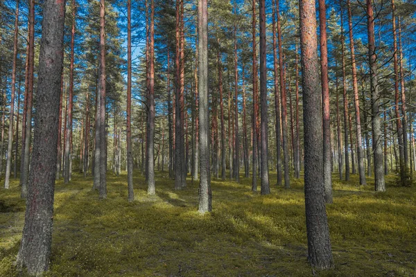 Tired Dry Summer Pine Forest — Stock Photo, Image