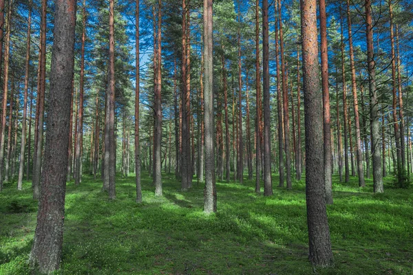 Summer Juicy Bright Pine Forest Flowering Plants — Stock Photo, Image