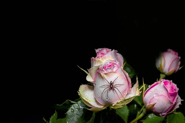 有选择的焦点 软焦点蜘蛛在一个发芽的粉红色玫瑰上隔离在一个黑色的背景 电影的效果 电影的噪音和花朵图片中的颗粒 旧照片的现场背景 — 图库照片