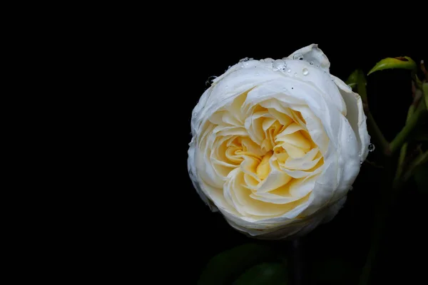 母亲节 白色的玫瑰象征着记忆 在黑色的背景上为你的文字留出了空间 情人节 — 图库照片