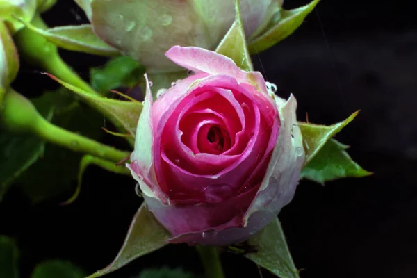 Una Rosa Rosa Bud Una Rama Una Hermosa Flor Floreciendo — Foto de Stock