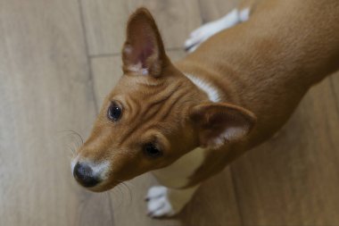 Basenji, ahşap zemin üzerinde küçük, güzel bir evcil hayvan. Nadir bir köpek türü, Afrika av köpeği, soylu bir köpek yavrusu..