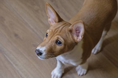 Basenji, ahşap zemin üzerinde küçük, güzel bir evcil hayvan. Nadir bir köpek türü, Afrika av köpeği, soylu bir köpek yavrusu..