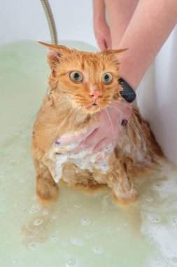 Küvette şampuan ve köpükle yıkanmayı sevmeyen bir kedi. Kedi çok korkmuş, sudan korkuyor, ama temiz bir bedene aşık değil..