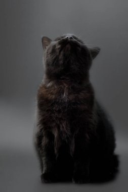 Gri arka plandaki siyah bir kedi ilgiyle yukarı bakıyor. Yalnız bir hayvan..