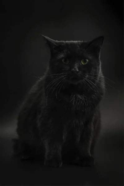 黒い背景に美しい黒い猫が座ってカメラのレンズを見て — ストック写真