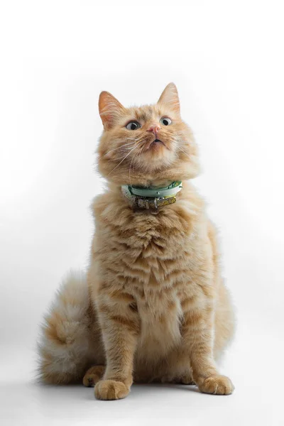 Hermoso Gato Adulto Con Pelo Rojo Aislado Sobre Fondo Blanco —  Fotos de Stock