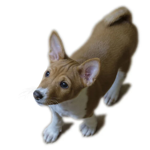 Basenji Liten Vacker Husdjur Ett Trägolv Bakgrund Sällsynt Ras Hund — Stockfoto