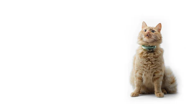 Gato Com Cabelo Vermelho Parece Surpreso Lugar Para Seu Texto — Fotografia de Stock