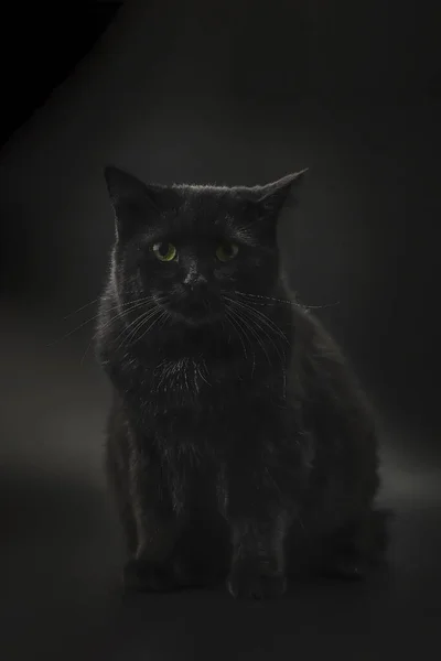 Beautiful Black Cat Full Growth Black Background Sitting Looking Camera — Stock Photo, Image