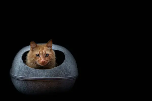 Sevdiği Evcil Hayvan Kızıl Saçlı Yetişkin Kedi Siyah Arka Planda — Stok fotoğraf