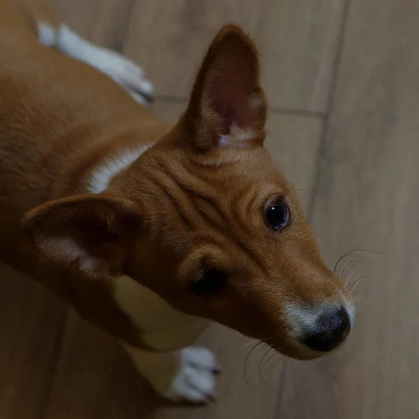 Basenji, a small beautiful pet on a wooden floor background. a rare breed of dog, African hunting dog, a pedigreed puppy boy.