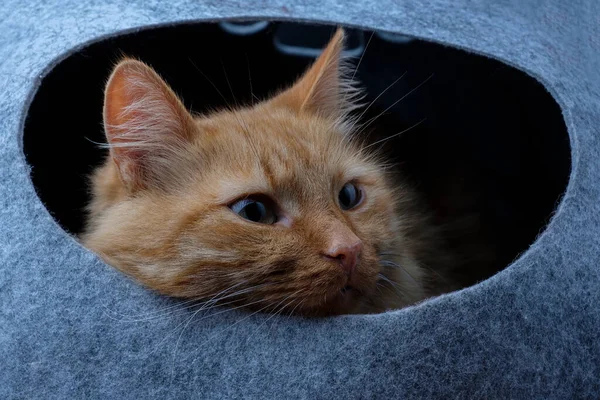 Animal Préféré Chat Adulte Roux Regarde Son Abri Maison Isolé — Photo