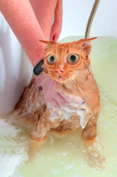 Gato Com Grandes Olhos Que Não Gosta Lavar Banho Com — Fotografia de Stock