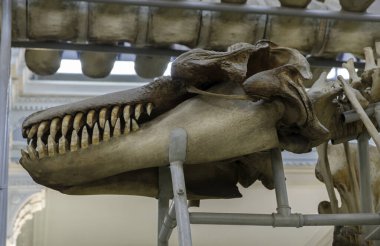 Yetişkin bir katil balinanın kafatası