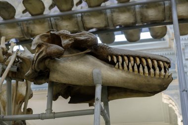 İnsan yiyen dev bir balinanın kafatası, yırtıcı bir balina, bir deniz canavarı.