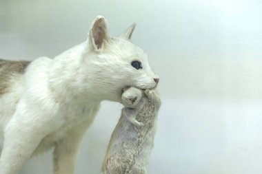 Güzel bir yırtıcı kedi avını yakaladı, kedi ağzında büyük bir fare tutuyor..