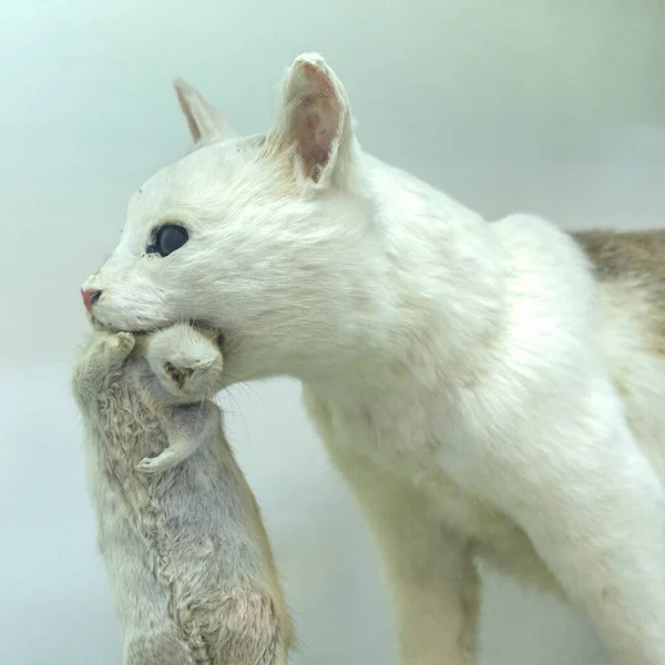 Λευκή Γάτα Έναν Αρουραίο Στο Στόμα Της — Φωτογραφία Αρχείου