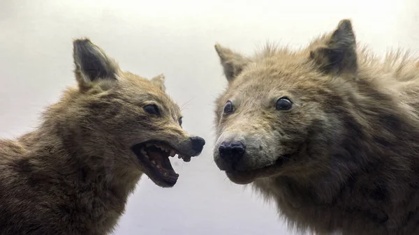 Gri Arka Planda Sürpriz Bir Kurda Sırıtan Gri Bir Çakal — Stok fotoğraf