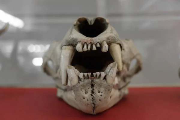 Crâne Ancien Animal Sauvage Repose Sur Velours Rouge Crâne Animal — Photo