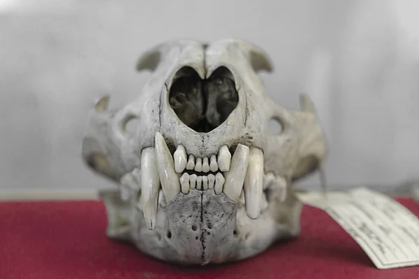 동물의 두개골인 벨벳에 동물의 두개골은 늑대의 머리인 — 스톡 사진