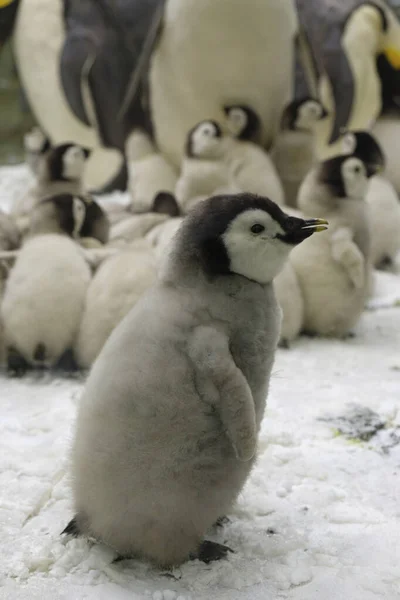 Pequeño Solitario Pingüino Rey Pingüino Esperando Que Sus Padres Vayan —  Fotos de Stock