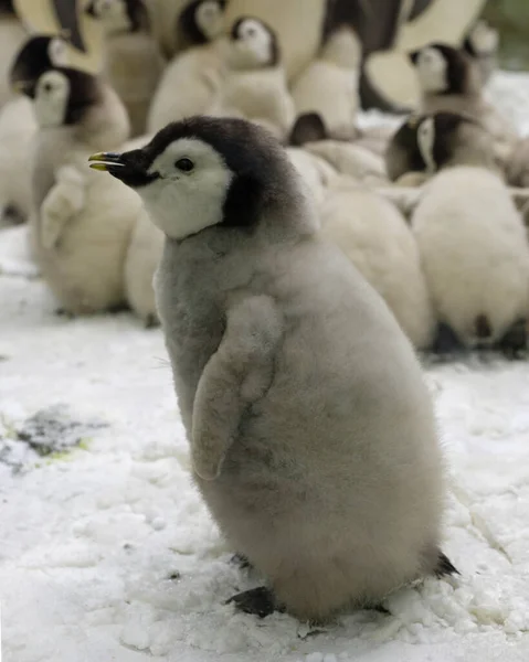 Ein Königspinguinbaby Sucht Seine Eltern Vor Dem Hintergrund Anderer Pinguine — Stockfoto