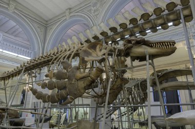 Rusya, Saint Petersburg, Zooloji Müzesi Kasım 2020: Rusya, Saint Petersburg, Zooloji Müzesi, Şehir Müzesi yazı işleri illüstrasyonunun sergi salonunda asılı duran dev bir katil balinanın iskeleti.
