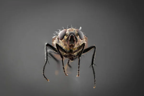 common housefly, annoying harmful insect on a gray background in high resolution. house grey fly, a terrible flying monster